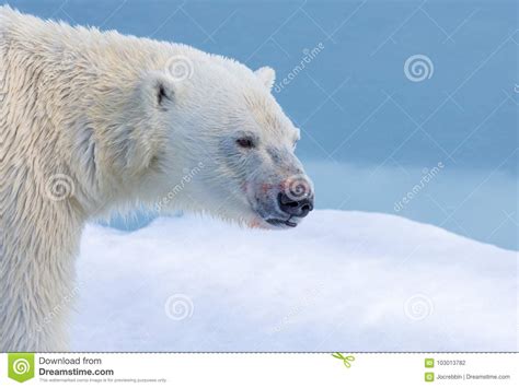 Profile Of Polar Bear Near Svalbard Norway Stock Photo Image Of
