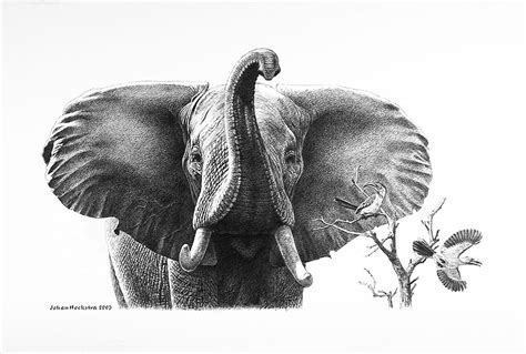 Elephant Bull And Hornbills 2005 Johan Hoekstra Available Originals