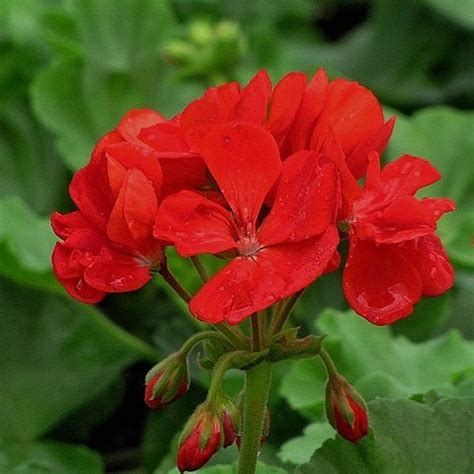 45 Geranium Patriot Bright Red Live Plants Plugs Home Garden Diy