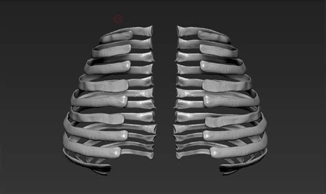 This Just The Humans Ribs 3d Printable Model Cgtrader