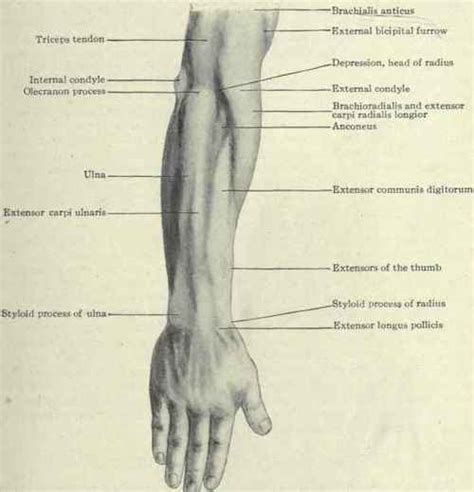 Forearm Anatomy Surface Anatomy Forearm Structures