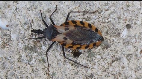 Kissing Bug Bites Your Mouth While You Sleep And Can Be Deadly Nbc2