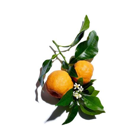 Citrus Aurantium Amara Bitter Orange Flower Extract สารสกัดส้มขม