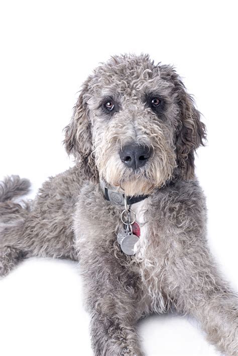 How long do they live, their temperament, feeding requirements and training details. Great Danoodle Dog Breed Health, Temperament, Training, Feeding and Puppies - PetGuide