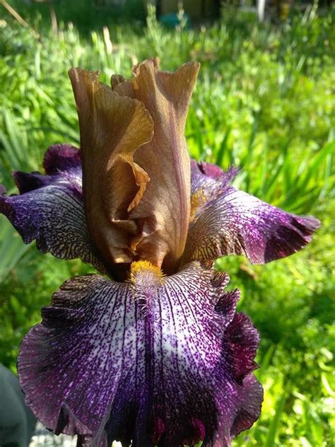 To start the flowers for diana story mission you will need to do the following Pin by Diana Smith on Iris Flowers (With images) | Iris ...