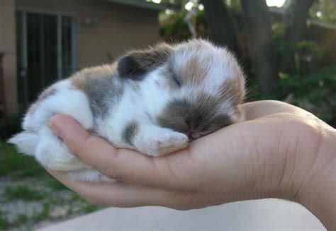 Holland Lop Baby Bunnies For Sale In Tampa Florida Hoobly
