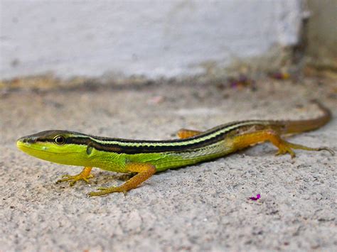 Long Tailed Grass Lizard Takydromus Sexlineatus Kingdom Flickr