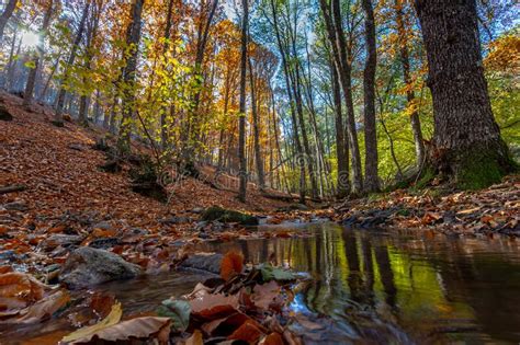 River Moving In A Golden Forest In The Fall Stock Image Image Of