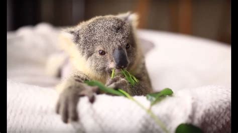 Top 10 Cutest Baby Animals Cute Animal Babies Videos