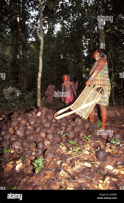 Xingu Indianer Frauen Fotos Und Bildmaterial In Hoher Auflösung Alamy