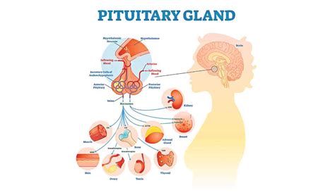 The Role Of Pituitary Gland In Human Body Telangana Today