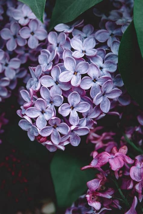 Best Lilac Images For Iphone Wallpaper