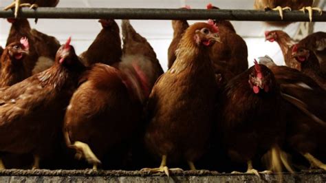 Fire Kills 10 000 Chickens On Farm