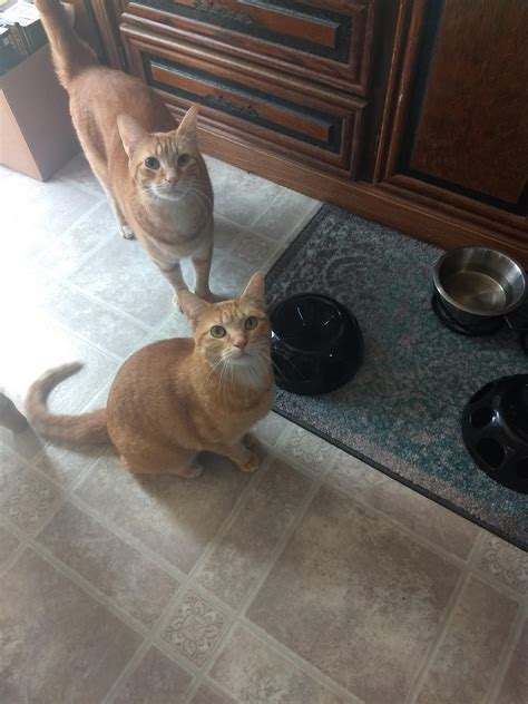 They Want Their Food Right Meow Rcats