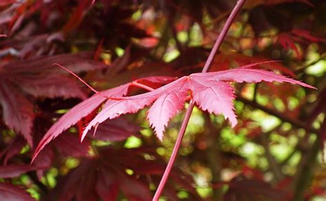 Leaves Japanese Maple Red Free Photo On Pixabay Pixabay