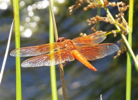 Dragonfly Surveyor Orientation Johnson Creek Watershed Council