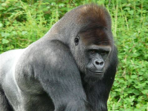 Gorila Occidental Gorilas Información Y Características