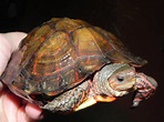 Baby Ornate Box Turtles for sale | Snakes at Sunset