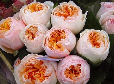 Over 200 english roses have been released since 1961. David Austin Garden Roses | Rose catalog
