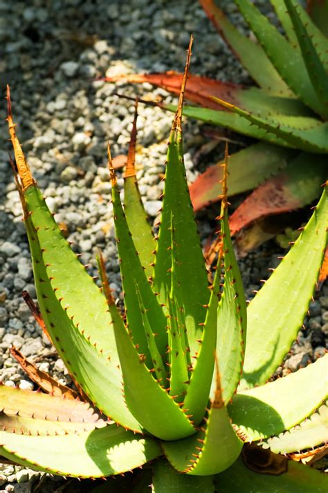 Pflege Der Aloe Vera Pflanze Wie Man Eine Aloe Pflanze Anbaut
