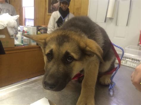 Terrified German Shepherd Puppy At A Shot Clinic Teh Cute