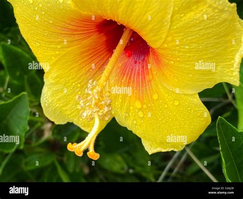 Hawaii State Flower A Yellow Hibiscus With Rain Drops On Its Petals