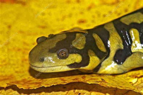 Un Primer Plano De La Salamandra Tigre Barrada Ambystoma Mavortium