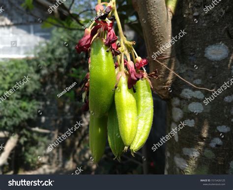 Averrhoa Bilimbi Starfruits Vegatables Sour Star Stock Photo 1515426125