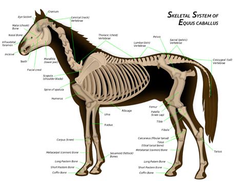 Horse Anatomy Skeletal System Of The Horse Wikipedia Horse