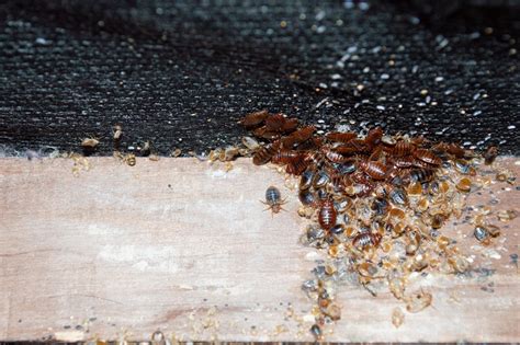 All About Bed Bug Eggs How To Get Rid Of Them Ibbra
