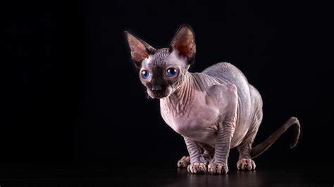 Hairless Cat 1080p 2k 4k Full Hd Wallpapers Backgrounds Free