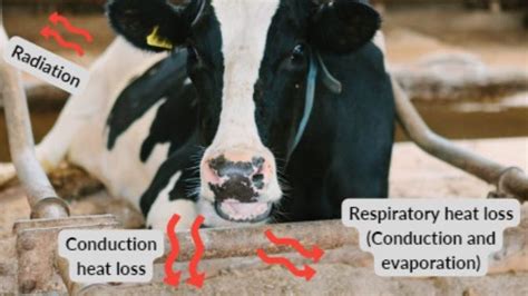 Practical Heat Stress Abatement Strategies For Dairy Cows
