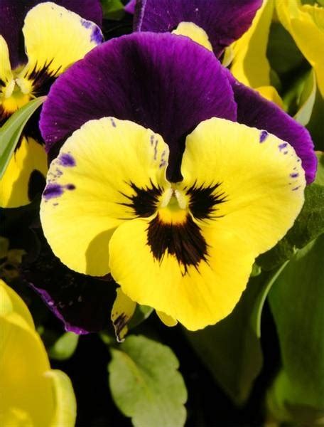 Purple And Yellow Pansy Purple And Yellow Pinterest