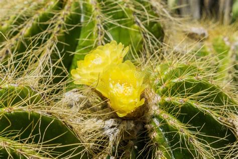 Yellow Flowering Small Barrel Cactus California Stock Image Image Of