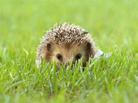 Funny And Cute Small Baby Hedgehog Hiding In The Grasses Hérisson