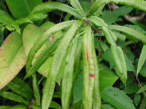 Oleandra Costaricensis Oleandraceae Image 7542 At