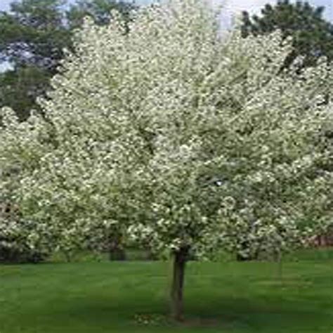 Onlineplantcenter 5 Gal Spring Snow Crabapple Tree M3822g5 The Home