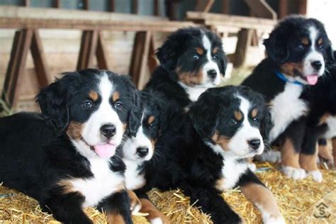 Puppies For Sale Purebred Berners From The Mountains Bernese