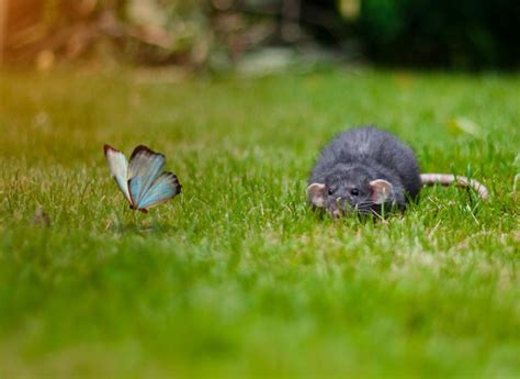 Rat And Butterfly Baby Animals Funny Animals Cute Animals Rats