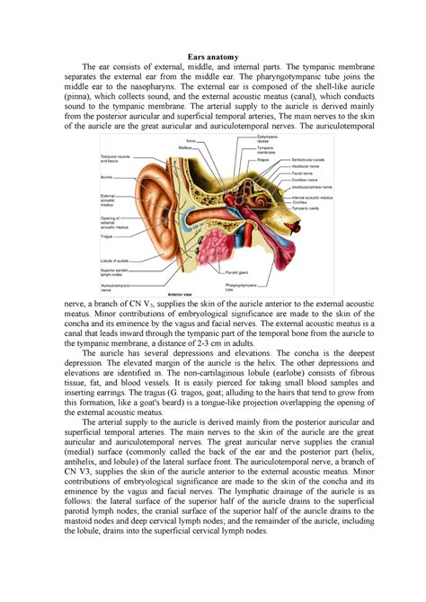 Anatomy And Physiology Lecture Notes Ear Anatomy Diagrams And