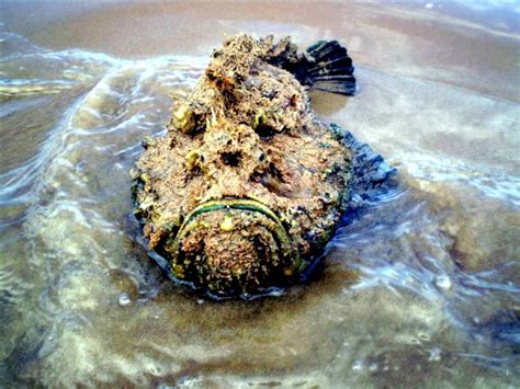 8 Photos Of The Ugliest Sea Creatures To Make You Feel Better About