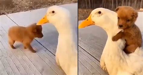 Puppy Meets A Duck For The First Time And Takes To It For An Adorable Hug