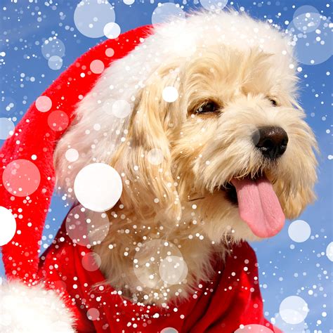 Christmas Dogs Maltese Bolognese Winter Hat Tongue Hd Wallpaper