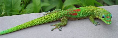 4 Different Types Of Geckos That Make Great Pets Gecko Animals Pets