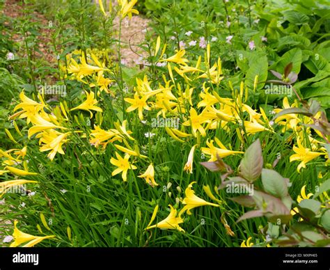 Yellow Trumpet Flowers Of The Early Blooming Scented Daylily