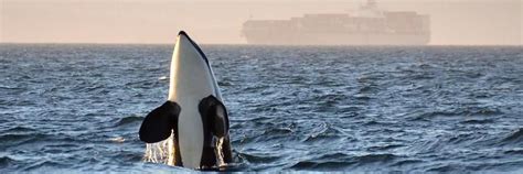 We Know That If The Endangered Southern Resident Orcas Are To Have A