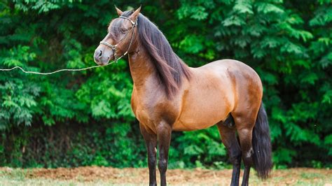What Are The Best Gaited Horse Breeds The Top 6