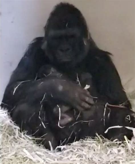 La Zoo Celebrating First Gorilla Birth In Over 20 Years