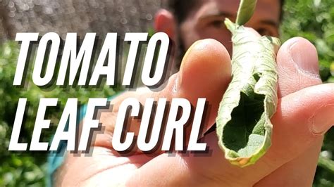 Why Are My Tomato Leaves Curling Tomato Leaf Curl Explained Youtube