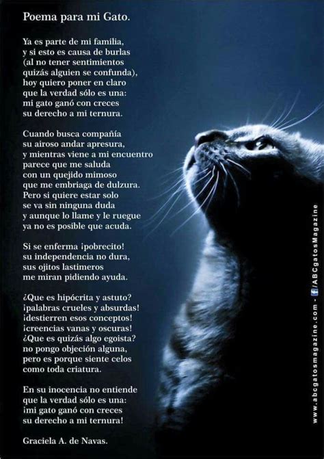 Poema A Mi Gato Poemas De Gato Gatos Frases Gatos
